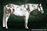 Horse Color:Liver Chestnut Sabino Splash and Liver Chestnut Sabino Splash