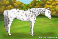 Horse Color:Bay Sabino Splash Appaloosa  and Bay Sabino Splash Appaloosa 