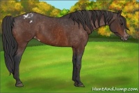 Horse Color:Bay Sabino Splash Varnish  Brindle