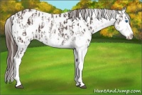 Horse Color:Liver Chestnut Sabino Splash Appaloosa and Liver Chestnut Sabino Splash Appaloosa