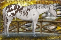 Horse Color:Liver Chestnut Sabino Splash Appaloosa  Brindle