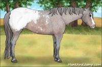 Horse Color:Bay Sabino Splash Appaloosa  and Bay Sabino Splash Appaloosa 