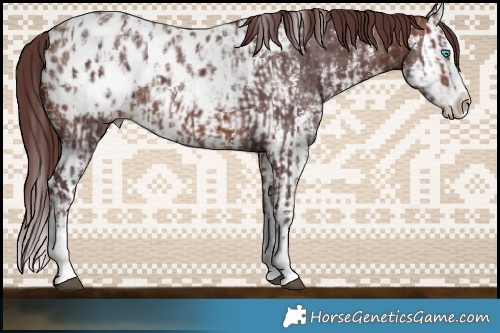 Horse Color:Chocolate Brown Sabino Splash Appaloosa  and Chocolate Brown Sabino Splash Appaloosa 