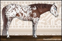 Horse Color:Chocolate Bay Sabino Splash Appaloosa and Chocolate Bay Sabino Splash Appaloosa