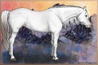 Horse Color:Liver Chestnut Sabino Splash Appaloosa  and Liver Chestnut Sabino Splash Appaloosa 