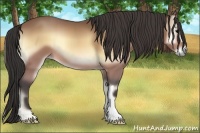 Horse Color:Buckskin Onyx 