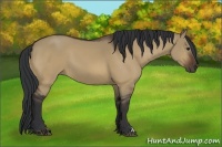 Horse Color:Bay Dun