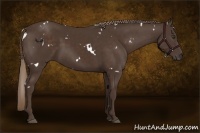 Horse Color:White Spotted Liver Chestnut 