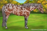 Horse Color:Brown Appaloosa and Brown Appaloosa