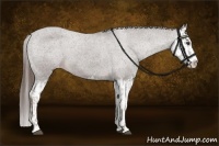 Horse Color:Liver Chestnut Sabino Splash Appaloosa  and Liver Chestnut Sabino Splash Appaloosa 