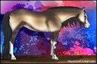 Horse Color:Bay Onyx Appaloosa 