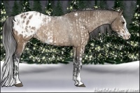 Horse Color:Bay Dun Sabino Splash Appaloosa  and Bay Dun Sabino Splash Appaloosa 