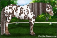 Horse Color:Liver Chestnut Sabino Splash Appaloosa Brindle