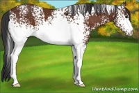 Horse Color:White Spotted Bay 