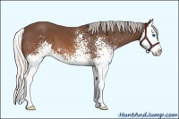 Horse Color:White Spotted Silver Brown Sabino Splash 
