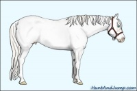 Horse Color:Palomino Pearl Sabino Frame 