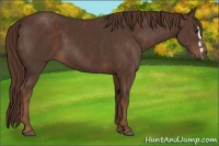 Horse Color:Liver Chestnut Sabino Splash  Brindle