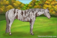 Horse Color:Liver Red Roan Sabino Splash Appaloosa  Brindle