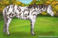 Horse Color:Liver Chestnut Sabino Splash Appaloosa  and Liver Chestnut Sabino Splash Appaloosa 