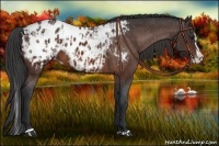 Horse Color:Bay Sabino Splash Appaloosa  and Bay Sabino Splash Appaloosa 