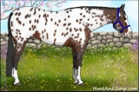 Horse Color:Brown Sabino Splash Blanket  Brindle