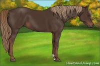 Horse Color:Liver Chestnut 