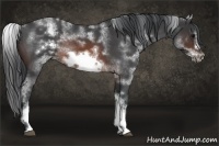 Horse Color:White Spotted Brown Roan Frame