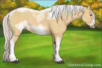 Horse Color:Silver Bay Dun Sabino Tobiano Frame Rabicano 