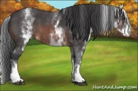 Horse Color:White Spotted Brown Roan