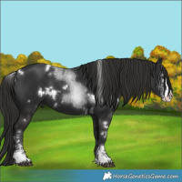 Horse Color:White Spotted Liver Chestnut Sabino 