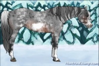 Horse Color:White Spotted Brown Roan Frame 