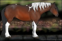 Horse Color:Bay Tobiano 