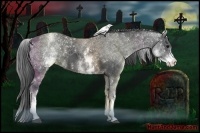 Horse Color:White Spotted Blue Roan 