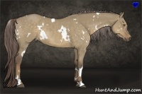 Horse Color:White Spotted Chocolate Palomino Dun 