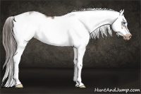 Horse Color:Liver Chestnut Sabino Splash Frame 