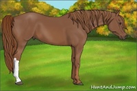 Horse Color:Chestnut 