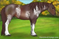 Horse Color:White Spotted Chocolate Brown Sabino 