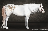 Horse Color:White Spotted Buckskin Dun Appaloosa