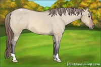 Horse Color:Bay Dun Appaloosa 