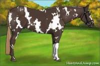 Horse Color:White Spotted Liver Chestnut 