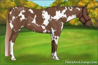 Horse Color:White Spotted Chestnut 