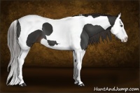 Horse Color:Liver Chestnut Splash Tobiano 