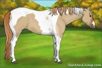 Horse Color:Red Dun Tobiano 