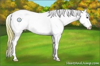 Horse Color:Watercolor Buckskin Splash Appaloosa 