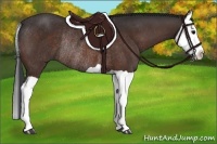 Horse Color:Bay Splash Rabicano