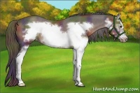 Horse Color:Nacre White Spotted Liver Chestnut Frame Rabicano 
