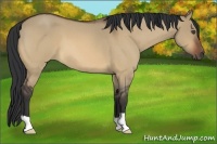 Horse Color:Unknown 