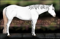 Horse Color:Buckskin Appaloosa 