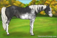 Horse Color:Liver Chestnut Sabino 