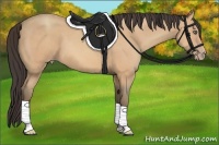 Horse Color:Amber Champagne 